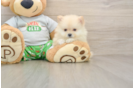 Best Pomeranian Baby