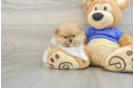 Pomeranian Puppy for Adoption