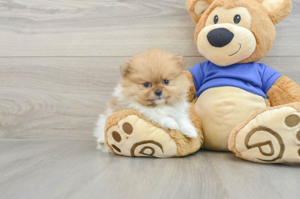 6 week old Pomeranian Puppy For Sale - Pilesgrove Pups