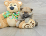 8 week old Pomeranian Puppy For Sale - Pilesgrove Pups