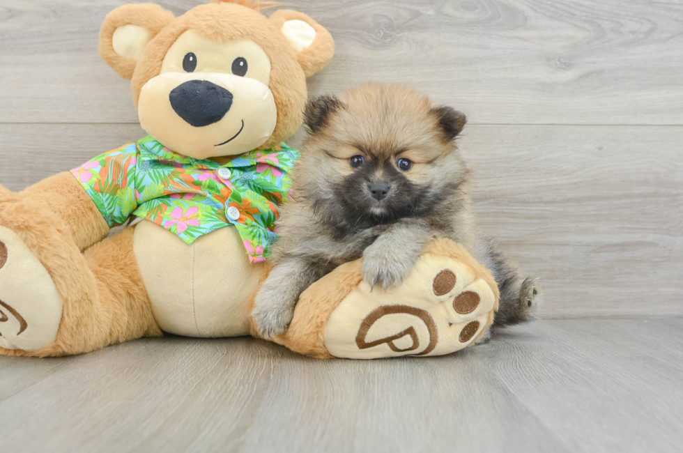 6 week old Pomeranian Puppy For Sale - Pilesgrove Pups