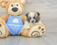 7 week old Pomeranian Puppy For Sale - Pilesgrove Pups