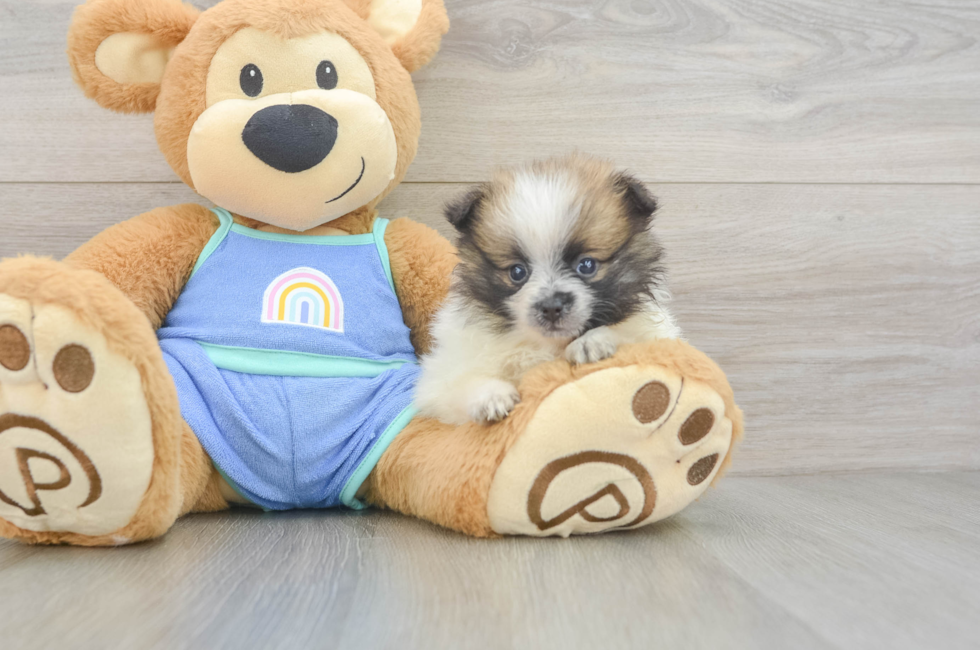 6 week old Pomeranian Puppy For Sale - Pilesgrove Pups