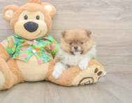 7 week old Pomeranian Puppy For Sale - Pilesgrove Pups