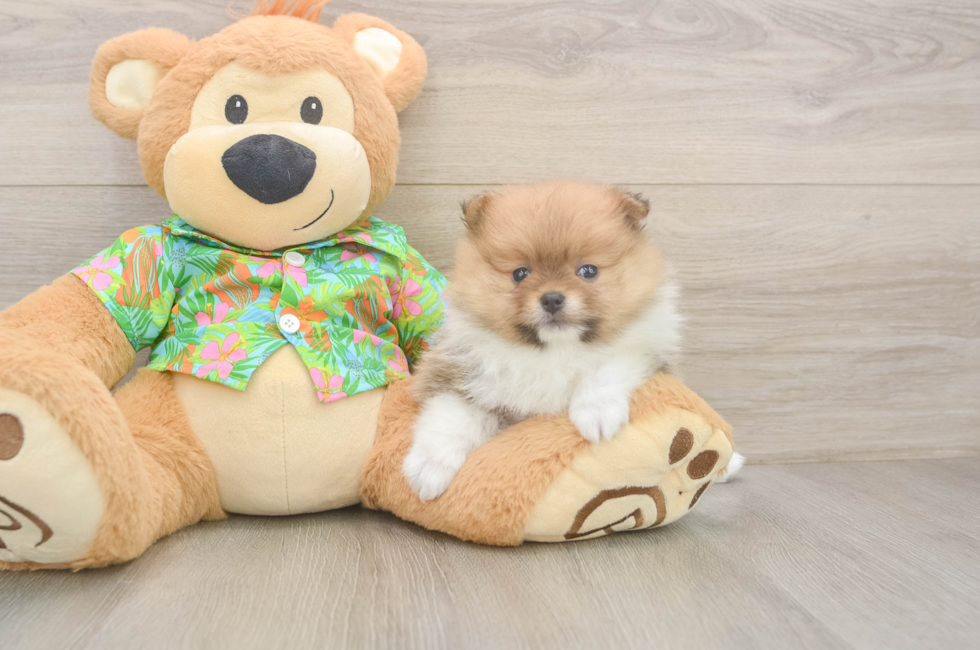 7 week old Pomeranian Puppy For Sale - Pilesgrove Pups