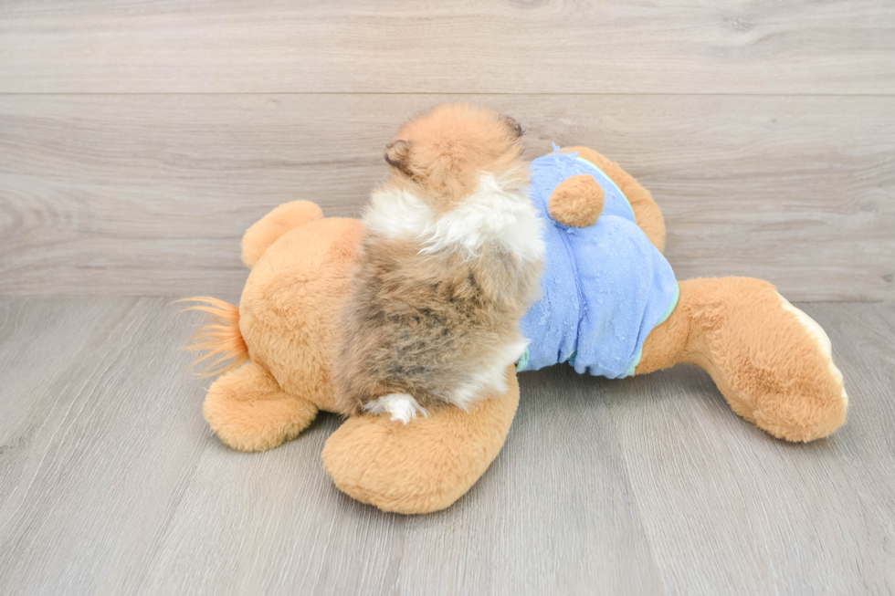 Pomeranian Pup Being Cute