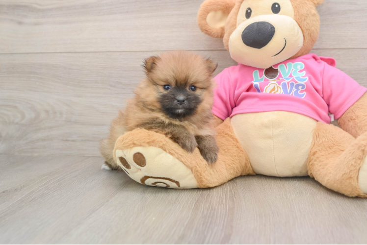 Best Pomeranian Baby