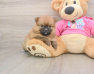 8 week old Pomeranian Puppy For Sale - Pilesgrove Pups