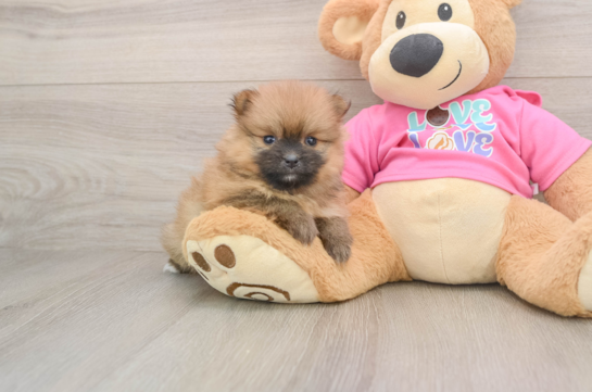 Best Pomeranian Baby