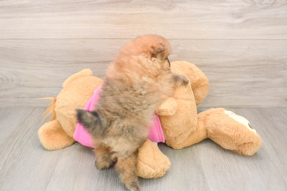 Funny Pomeranian Purebred Pup