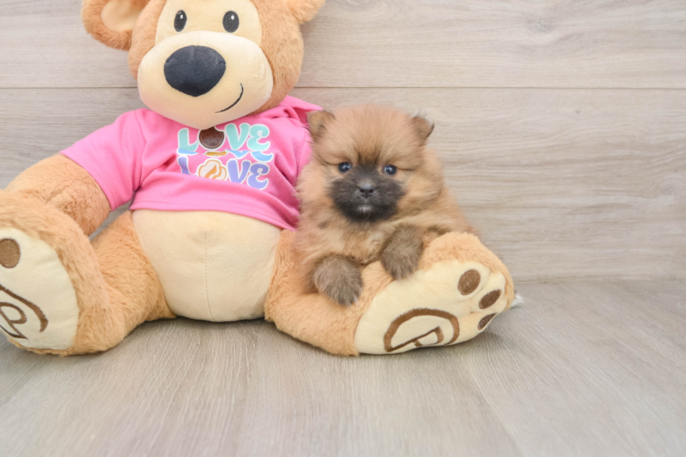 Akc Registered Pomeranian Purebred Pup