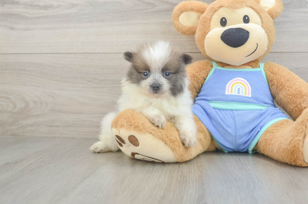 6 week old Pomeranian Puppy For Sale - Pilesgrove Pups