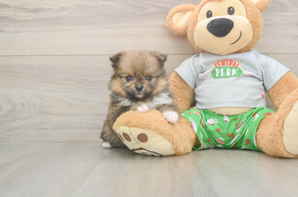 6 week old Pomeranian Puppy For Sale - Pilesgrove Pups