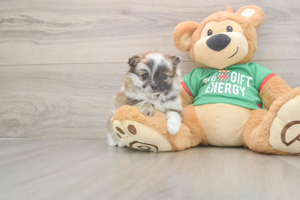 Pomeranian Pup Being Cute