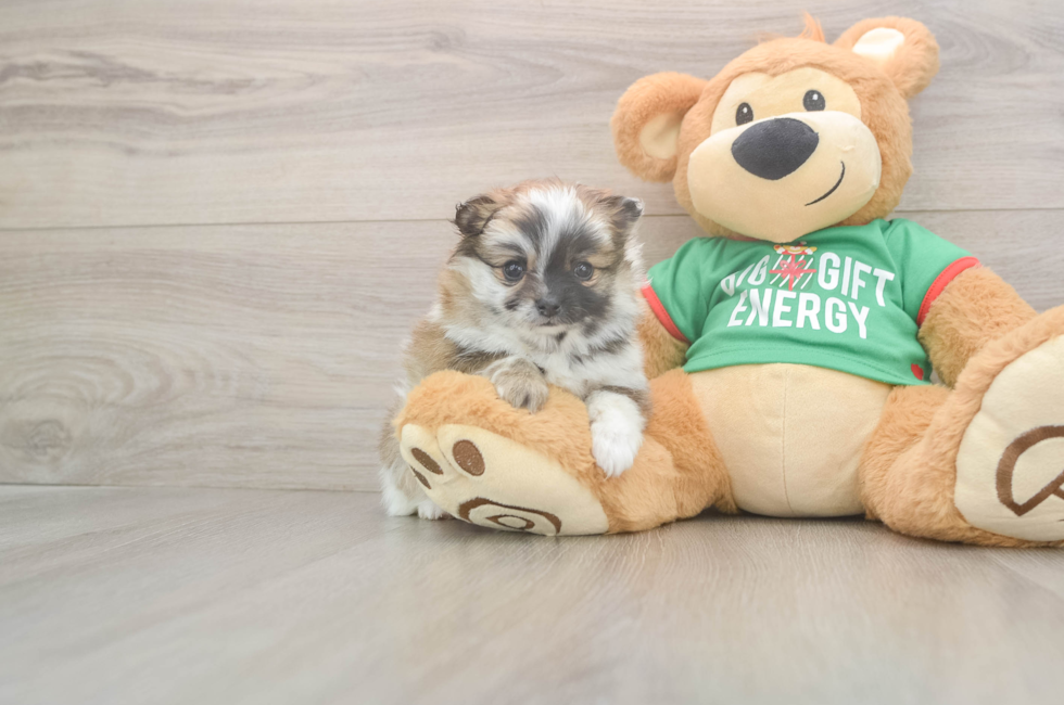 6 week old Pomeranian Puppy For Sale - Pilesgrove Pups