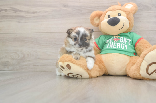 Pomeranian Pup Being Cute