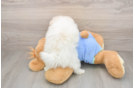 Pomeranian Pup Being Cute
