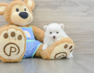 8 week old Pomeranian Puppy For Sale - Pilesgrove Pups