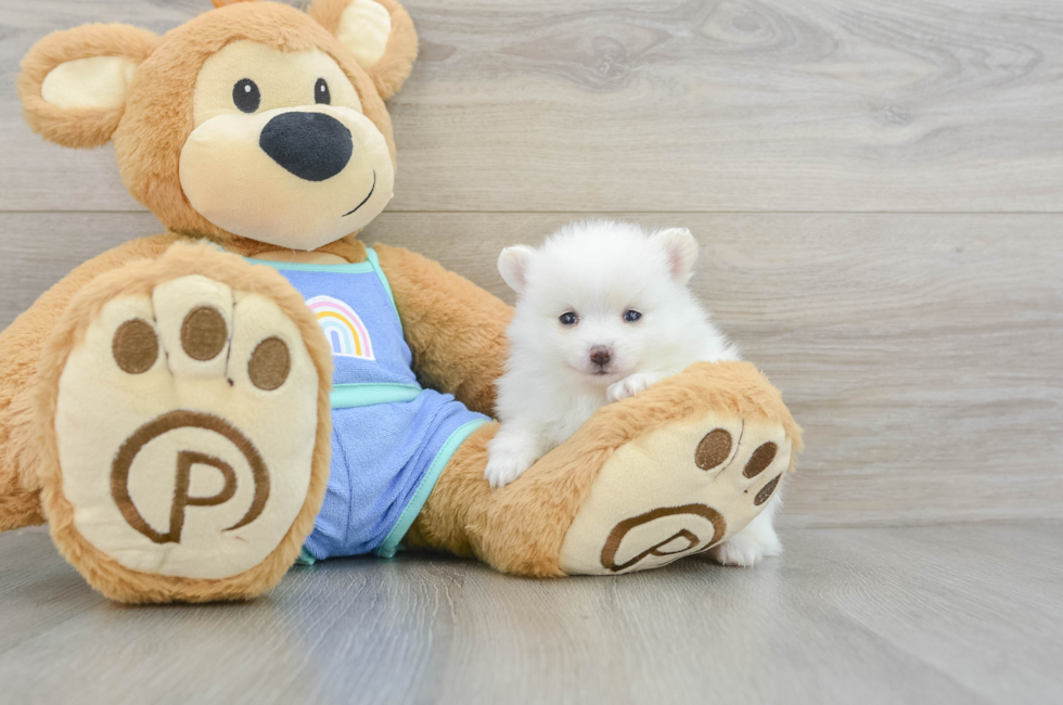 5 week old Pomeranian Puppy For Sale - Pilesgrove Pups