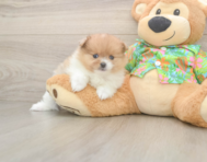 7 week old Pomeranian Puppy For Sale - Pilesgrove Pups