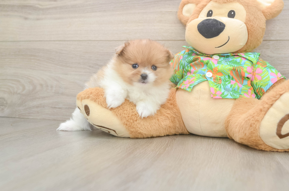 7 week old Pomeranian Puppy For Sale - Pilesgrove Pups