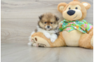 Pomeranian Puppy for Adoption