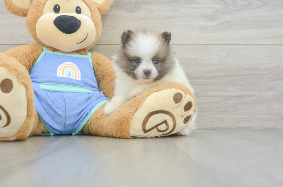 6 week old Pomeranian Puppy For Sale - Pilesgrove Pups