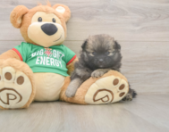 6 week old Pomeranian Puppy For Sale - Pilesgrove Pups