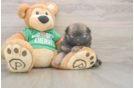 Popular Pomeranian Purebred Pup