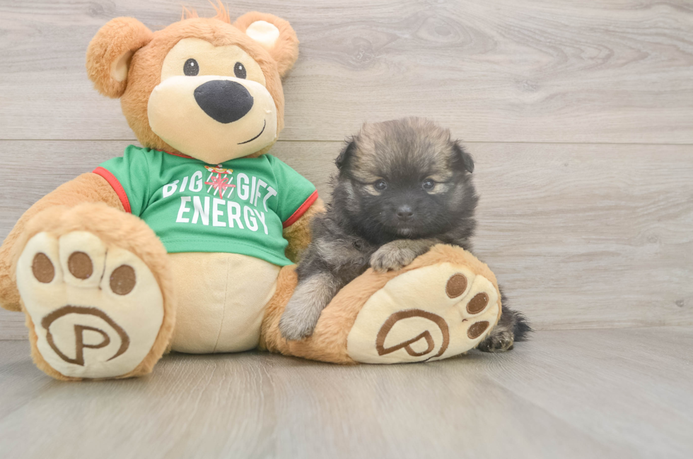 6 week old Pomeranian Puppy For Sale - Pilesgrove Pups