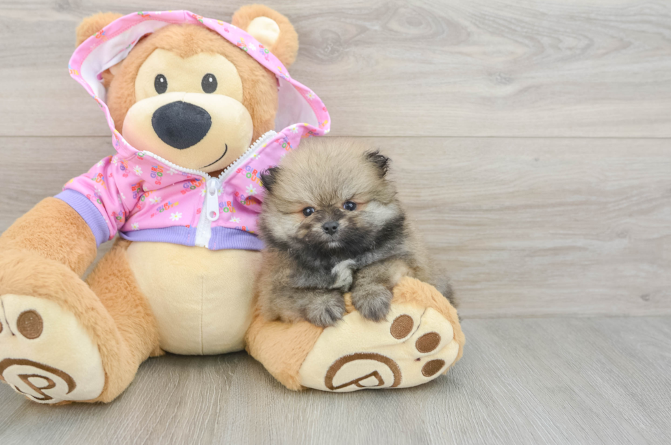 6 week old Pomeranian Puppy For Sale - Pilesgrove Pups
