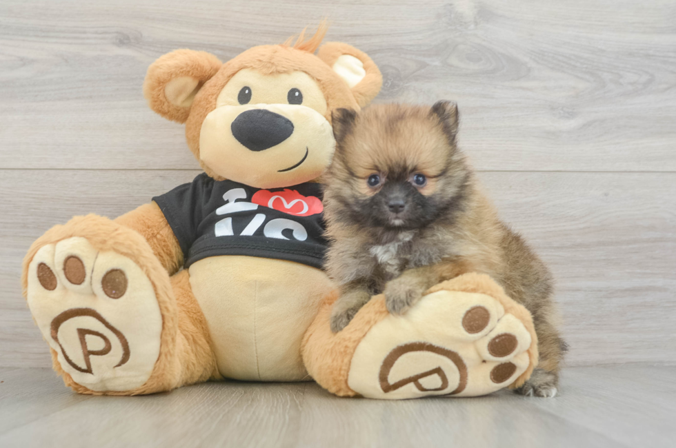 6 week old Pomeranian Puppy For Sale - Pilesgrove Pups