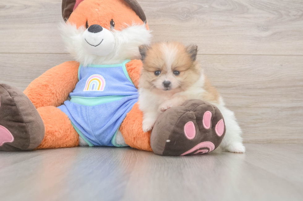 6 week old Pomeranian Puppy For Sale - Pilesgrove Pups