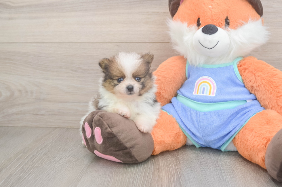 6 week old Pomeranian Puppy For Sale - Pilesgrove Pups