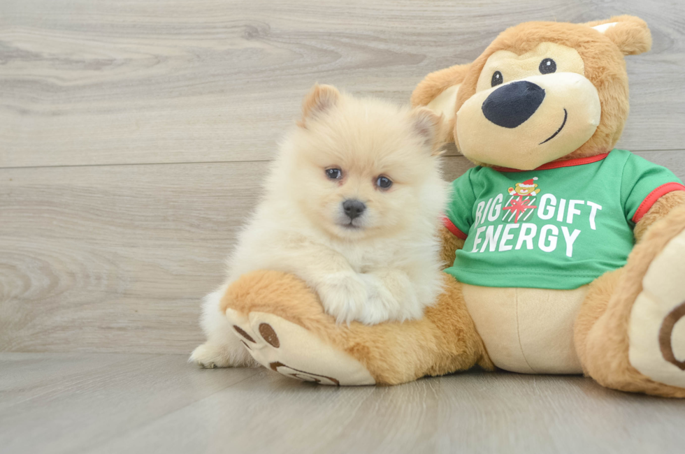 7 week old Pomeranian Puppy For Sale - Pilesgrove Pups