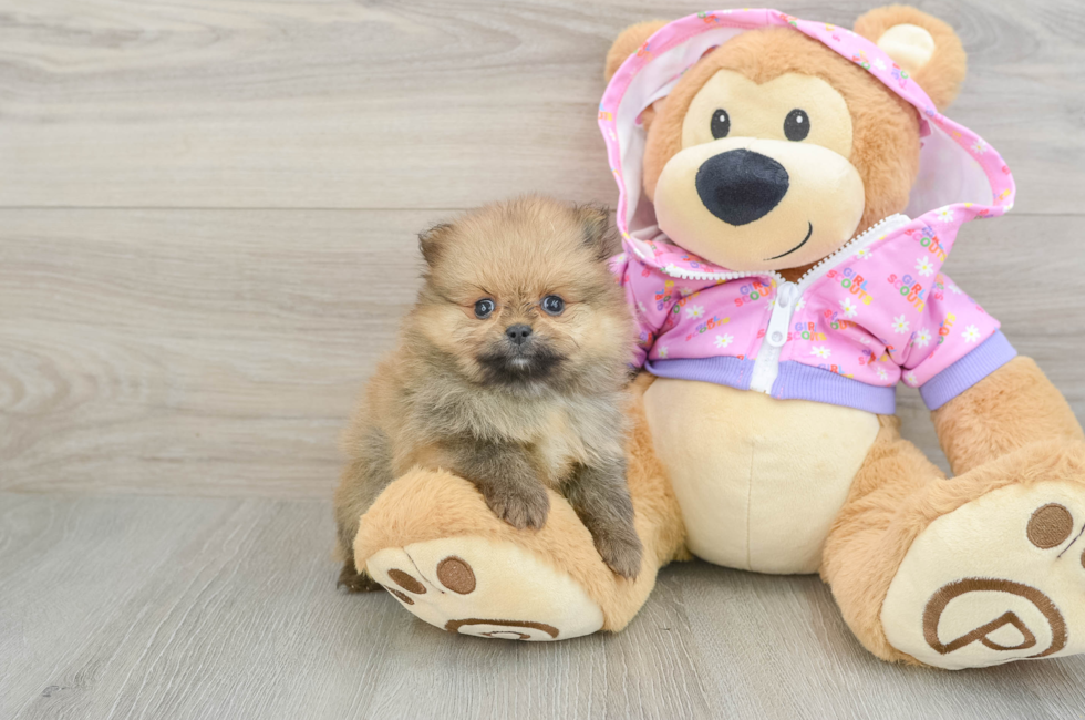6 week old Pomeranian Puppy For Sale - Pilesgrove Pups