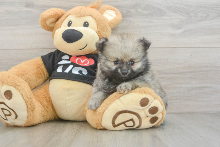 Pomeranian Pup Being Cute