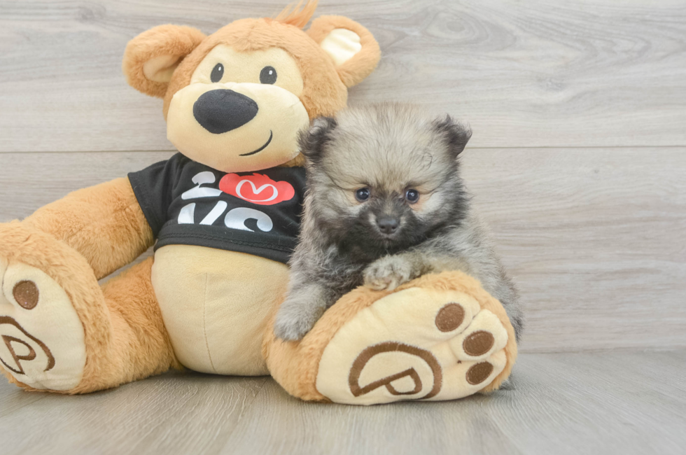 6 week old Pomeranian Puppy For Sale - Pilesgrove Pups