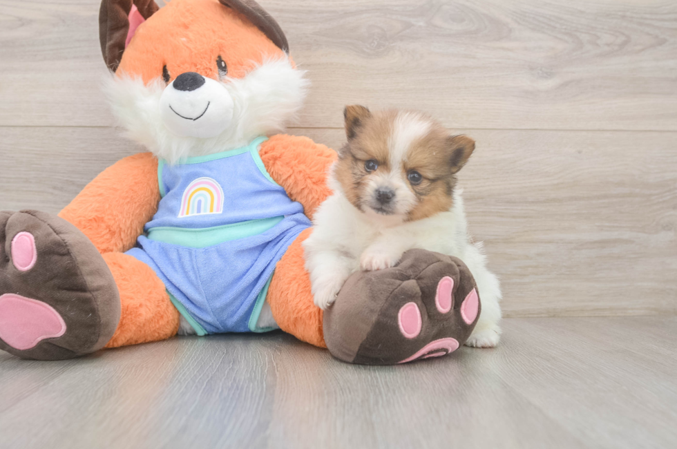 6 week old Pomeranian Puppy For Sale - Pilesgrove Pups