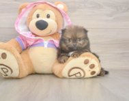 8 week old Pomeranian Puppy For Sale - Pilesgrove Pups