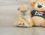 7 week old Pomeranian Puppy For Sale - Pilesgrove Pups