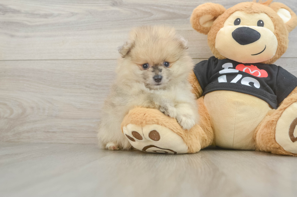 6 week old Pomeranian Puppy For Sale - Pilesgrove Pups