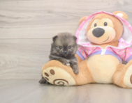 9 week old Pomeranian Puppy For Sale - Pilesgrove Pups