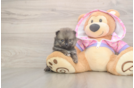Playful Pomeranian Purebred Pup