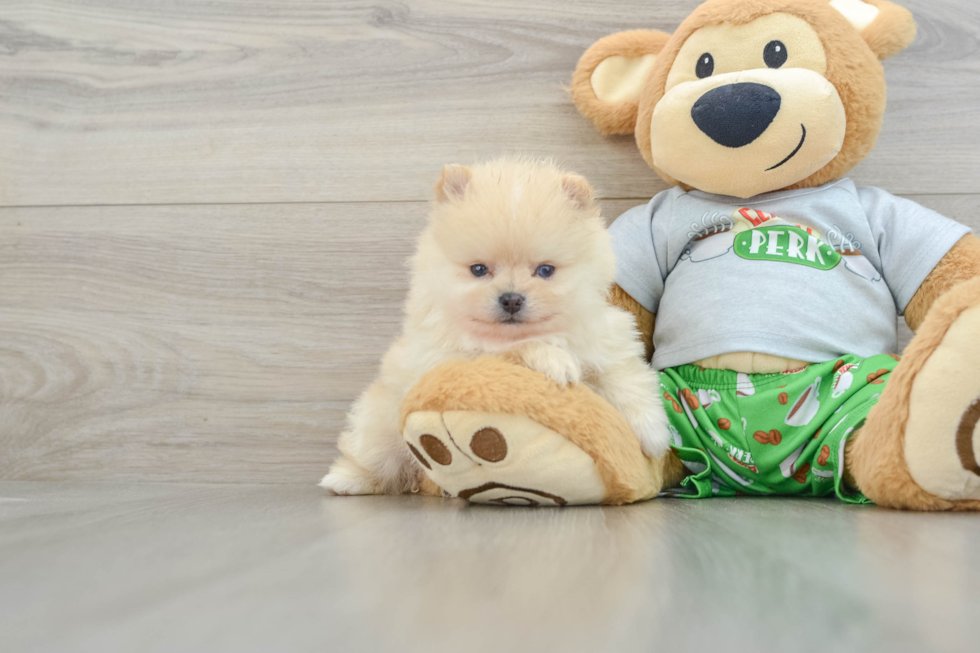 Best Pomeranian Baby