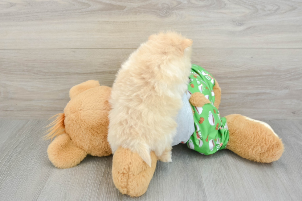 Best Pomeranian Baby