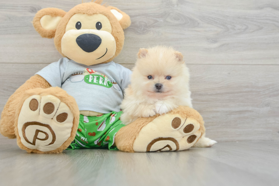 Best Pomeranian Baby