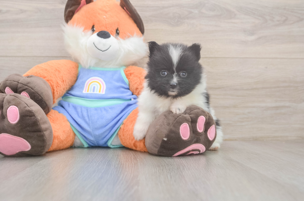 6 week old Pomeranian Puppy For Sale - Pilesgrove Pups