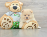 8 week old Pomeranian Puppy For Sale - Pilesgrove Pups