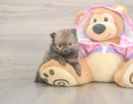 8 week old Pomeranian Puppy For Sale - Pilesgrove Pups
